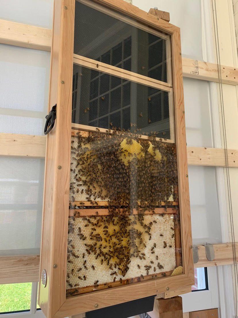 bee hive with clear side