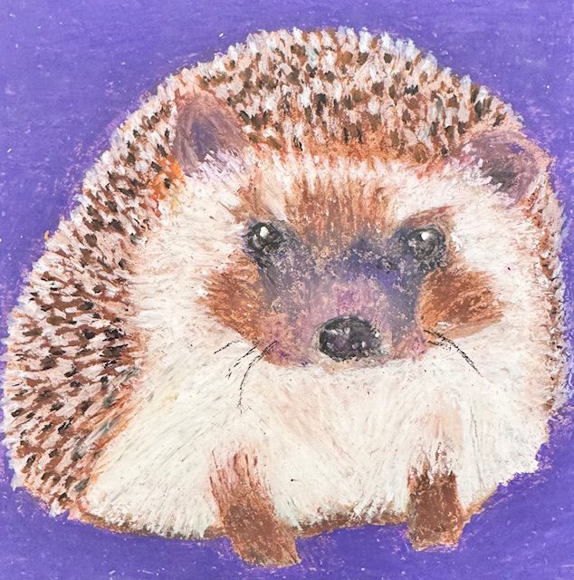 drawing of hedgehog